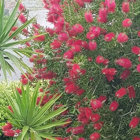 Degli Ulivi Couette-café